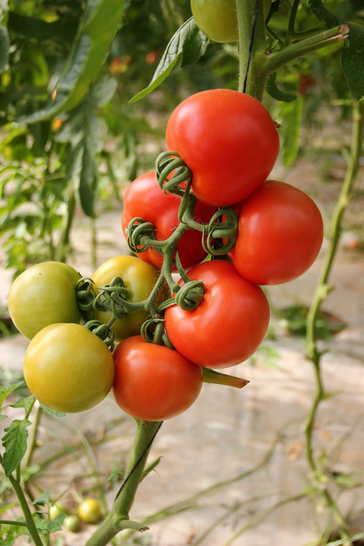 Organic Roma Tomatoes