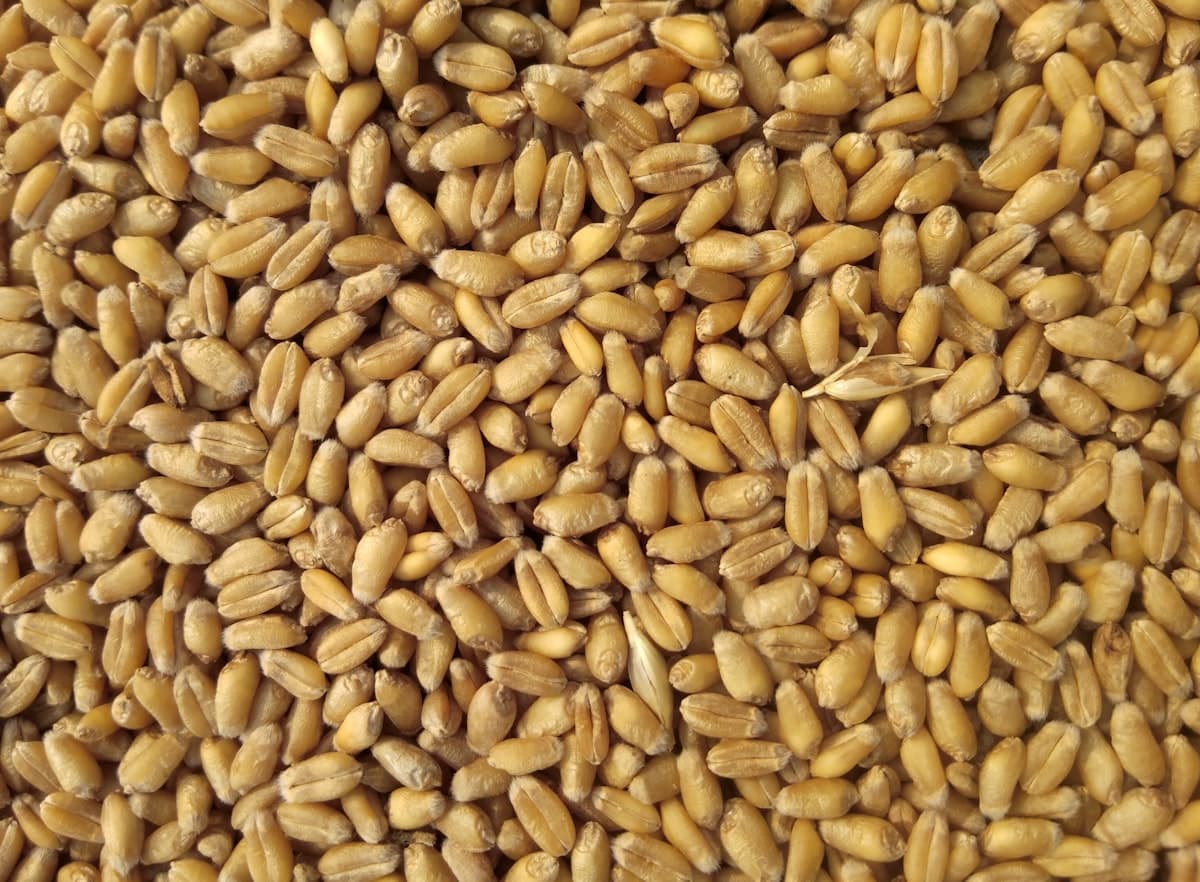 Hard Red Wheat