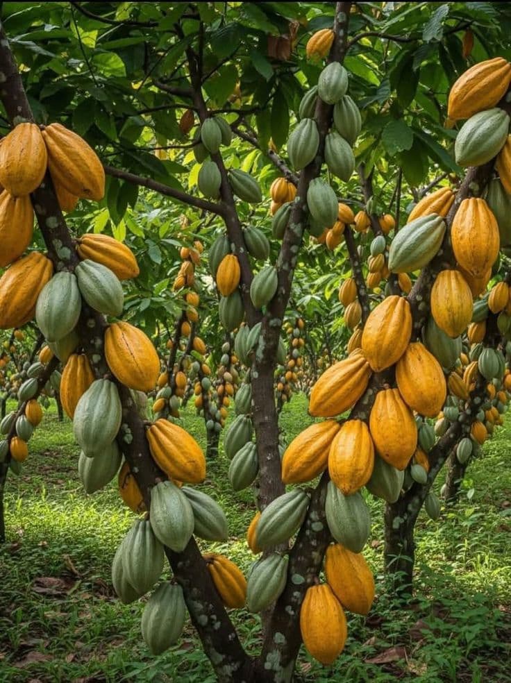 Cocoa orchard with ripening pods