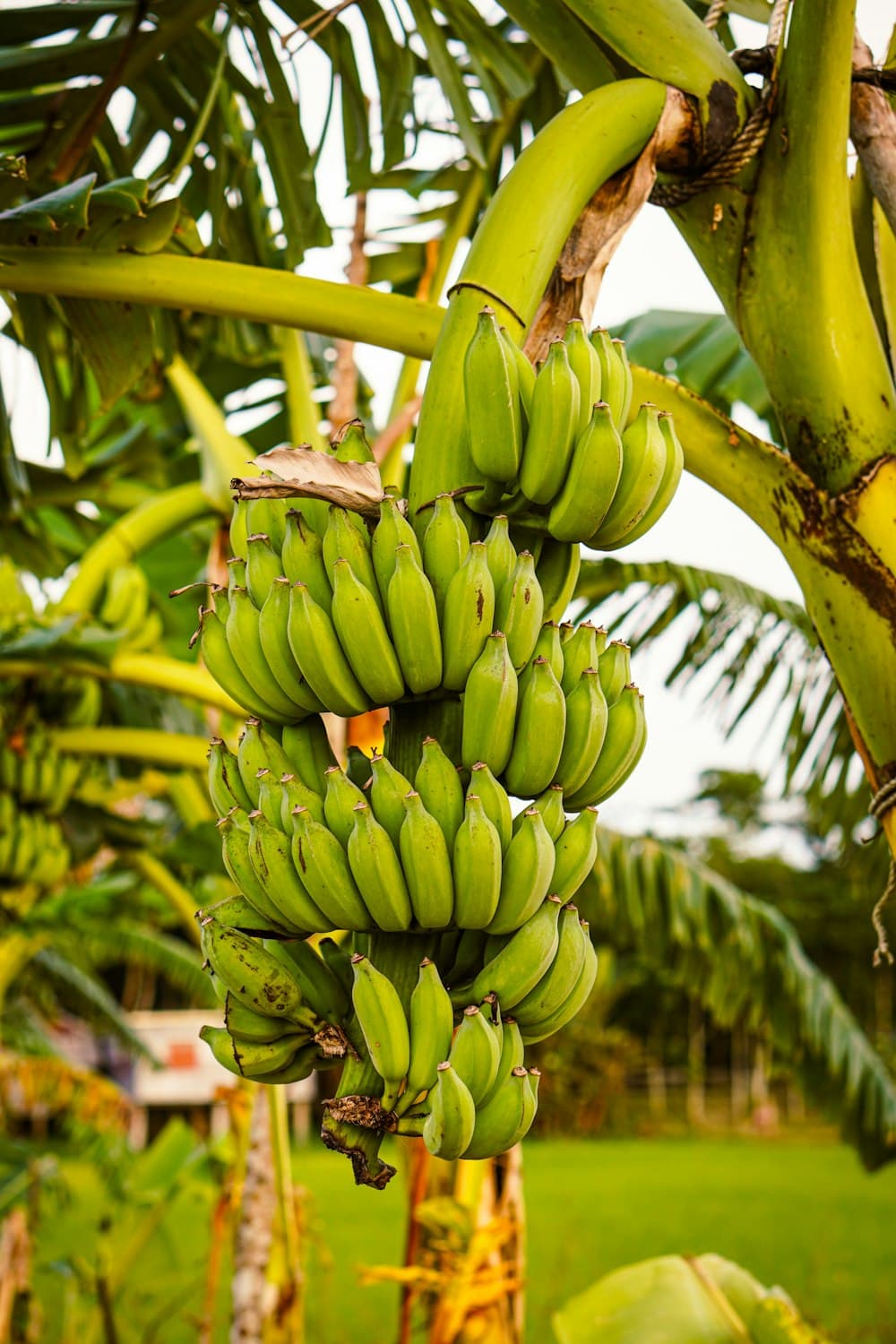 Green Plantain