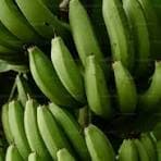 Apentu Plantain - Ashanti Rainforest Belt — photo 1
