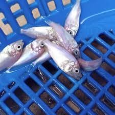 Live Tilapia Fingerlings - Akosombo Strain — photo 1