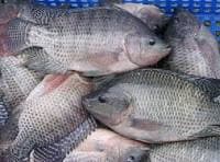 Market-Size Tilapia - Cage-Cultured Volta Lake — photo 1